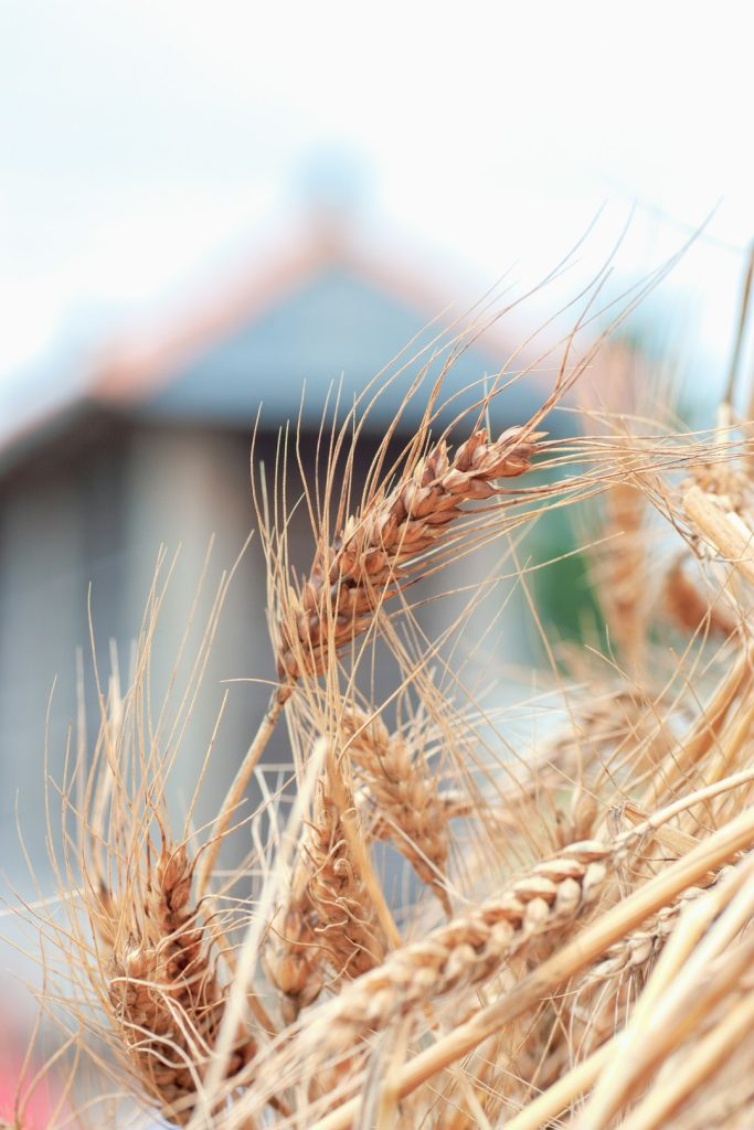 a-close-up-of-a-bunch-of-wheat-lgjqjsgioog