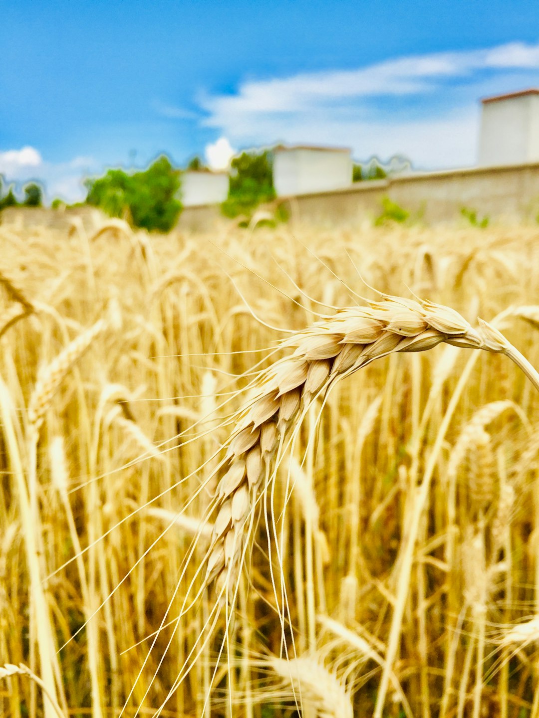 a-field-of-wheat-euspcwiql5a