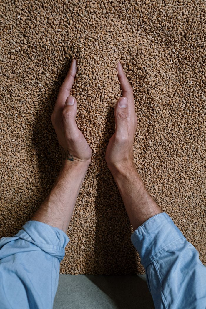Hands holding barley grains, an essential ingredient in brewing, showcased against a textured backdrop.