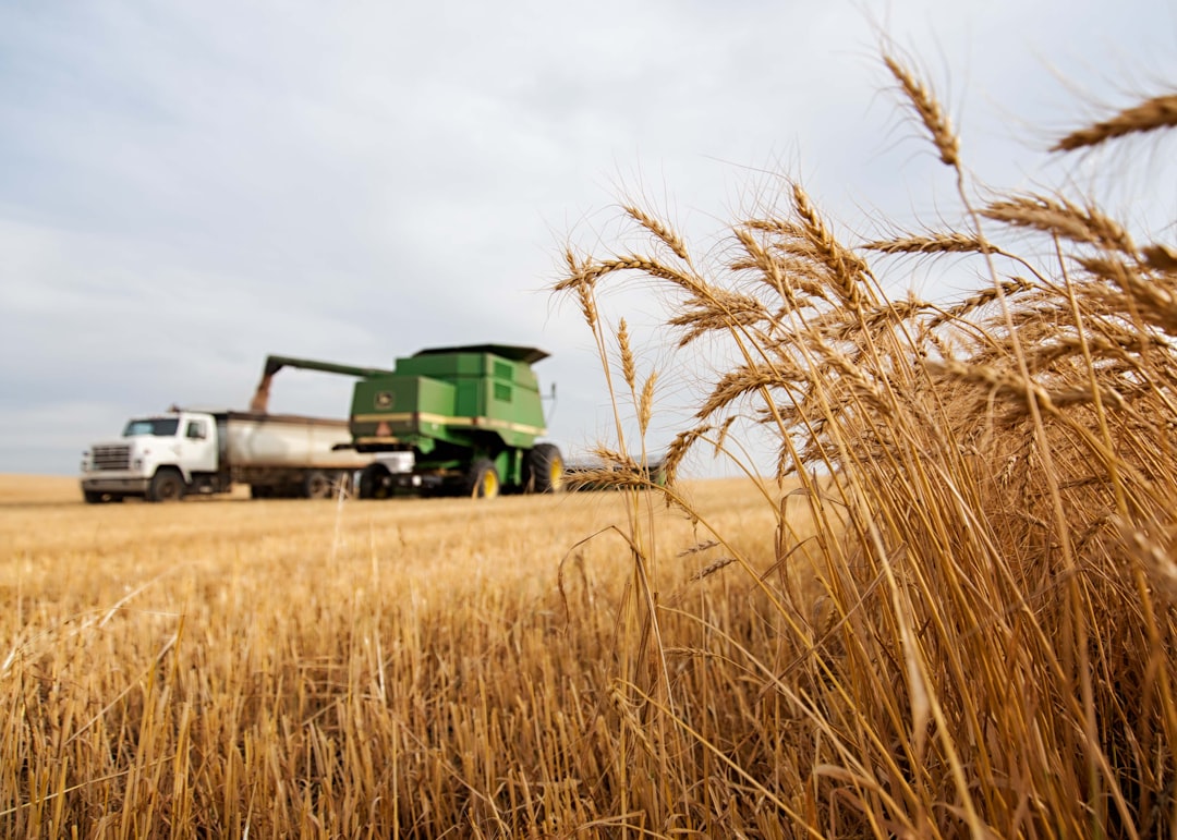 Wheat stalks in field background view of John Deere combine harvester filling a grain truck with wheat. Farming. Agriculture.