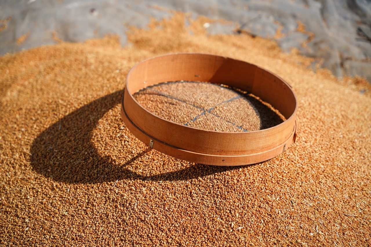 A wooden sieve resting on a pile of wheat grains, sunlit and outdoors.